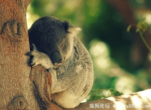 还是大树最好 永远不会离开我.jpg