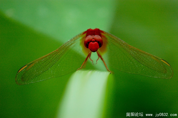 红蜻蜓.jpg
