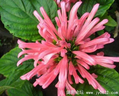 珊瑚花.jpg