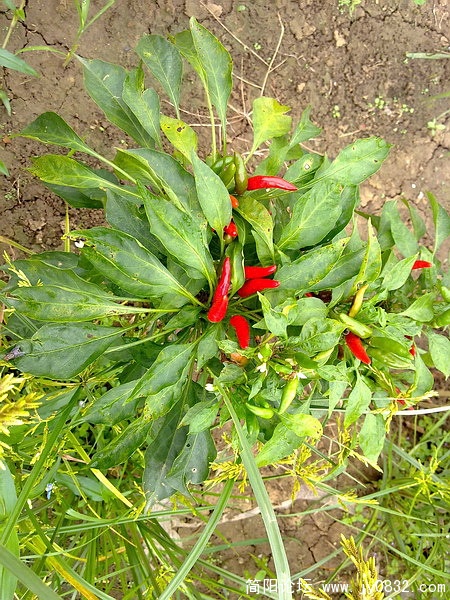 20100903340_调整大小.jpg