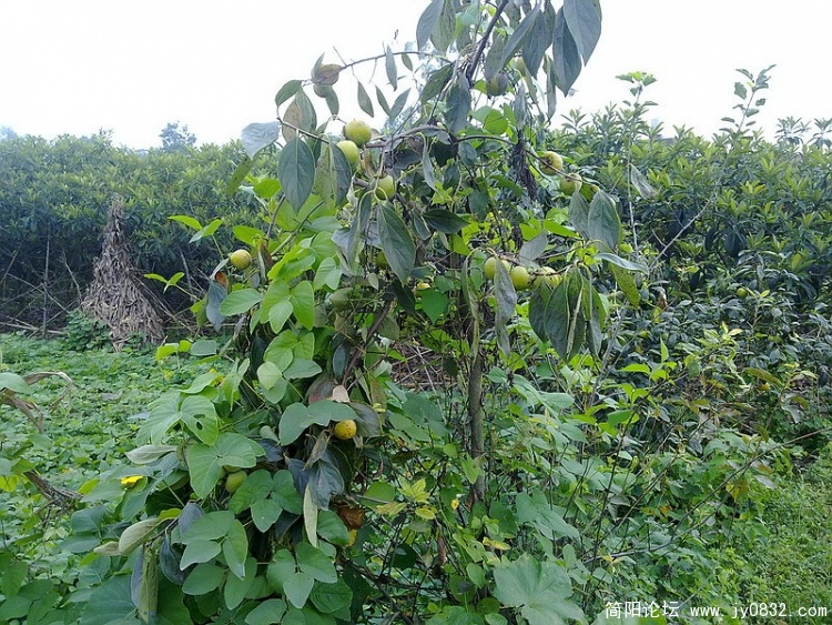 20100903350_调整大小.jpg