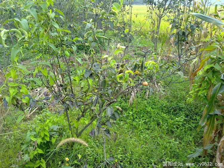 20100903361_调整大小.jpg