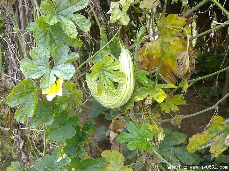20100903365_调整大小.jpg