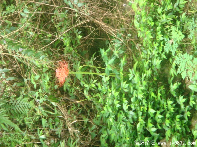 DSC04890.JPG