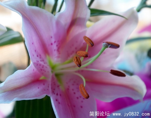 IMGP5950_调整大小.jpg