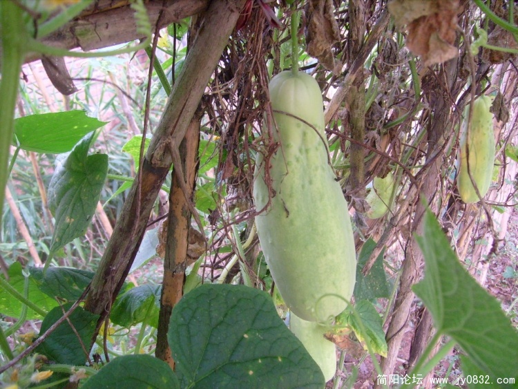 S7303158.JPG