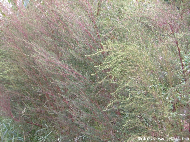 S7303180.JPG