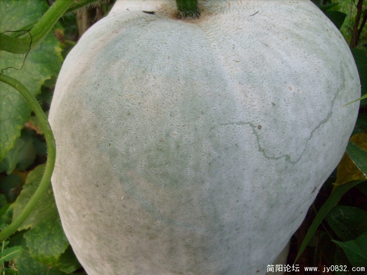 S7303188.JPG