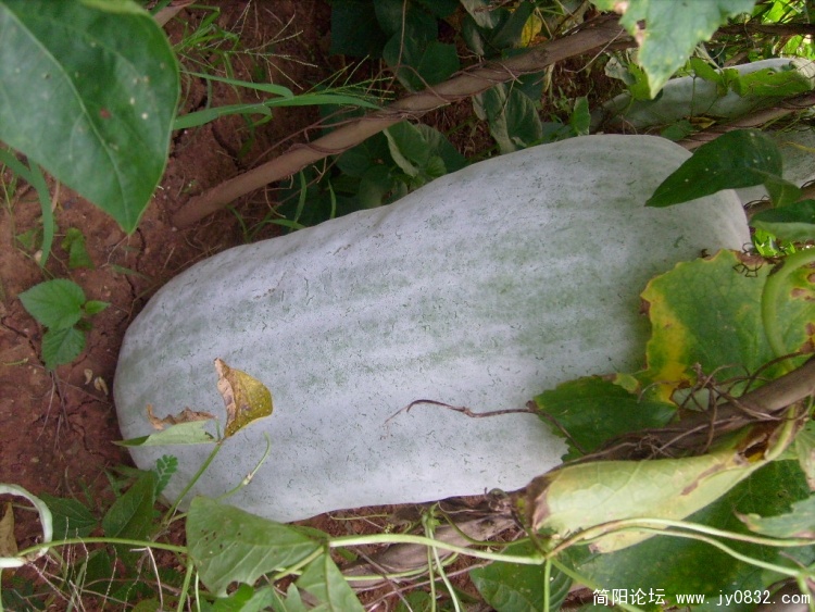 S7303192.JPG