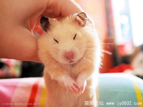 裝死是逃避一切責任的高招。