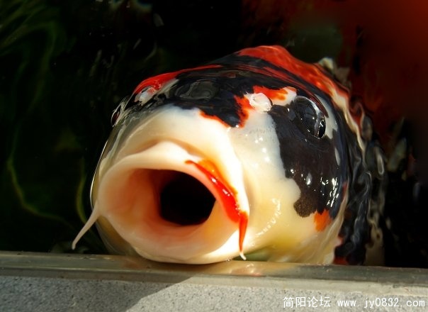 能开宠物版块么