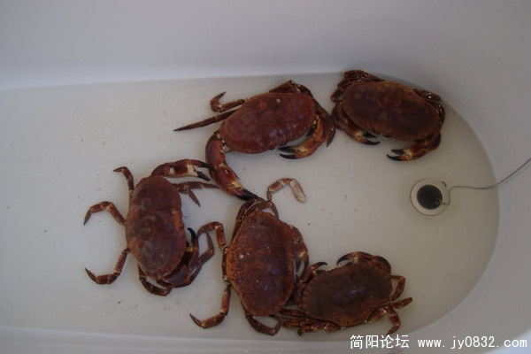 p_large_Yu92_18aa000b2f445c16.jpg