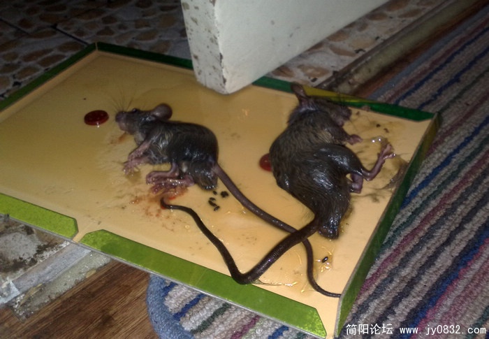 201009276286.jpg