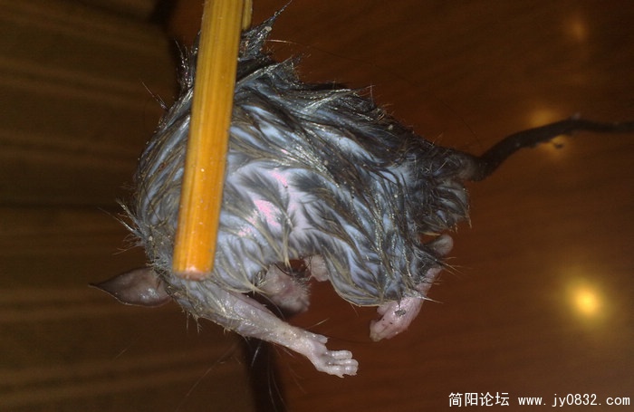 201009276288.jpg