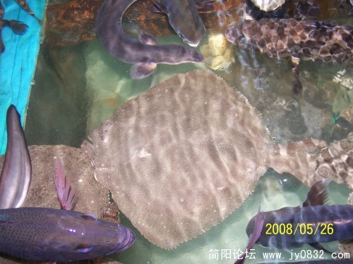 100_1922_conew1.jpg