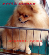 T1QnlMXk0FXXcnvYQT_010810_jpg_b.jpg