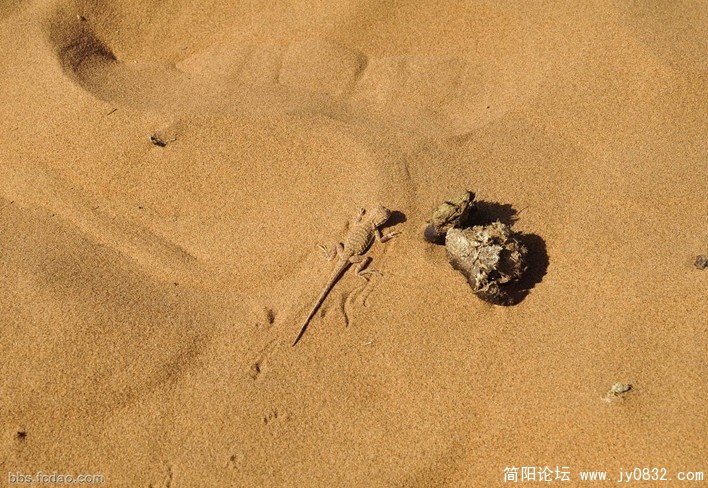 这是个啥.jpg
