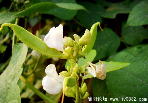 实拍样张 (4).JPG