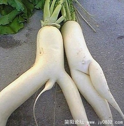 萝卜.jpg