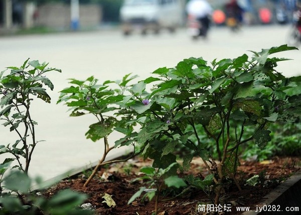 海南绿化带5.jpg