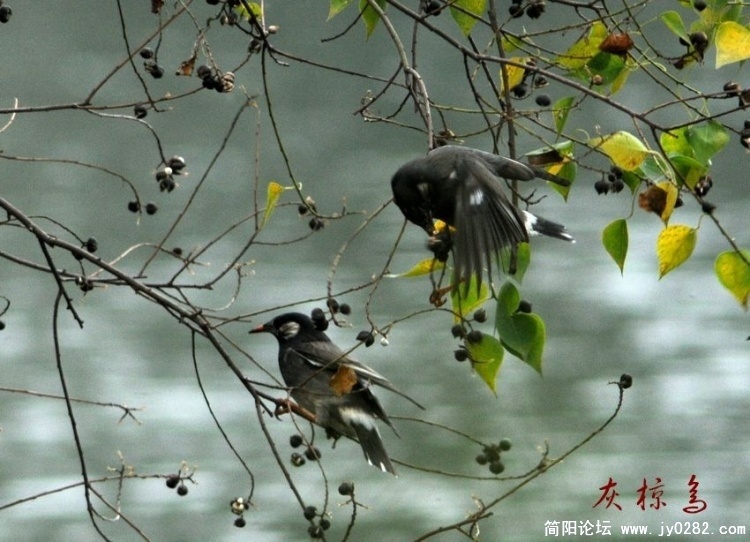 灰椋鸟1.jpg