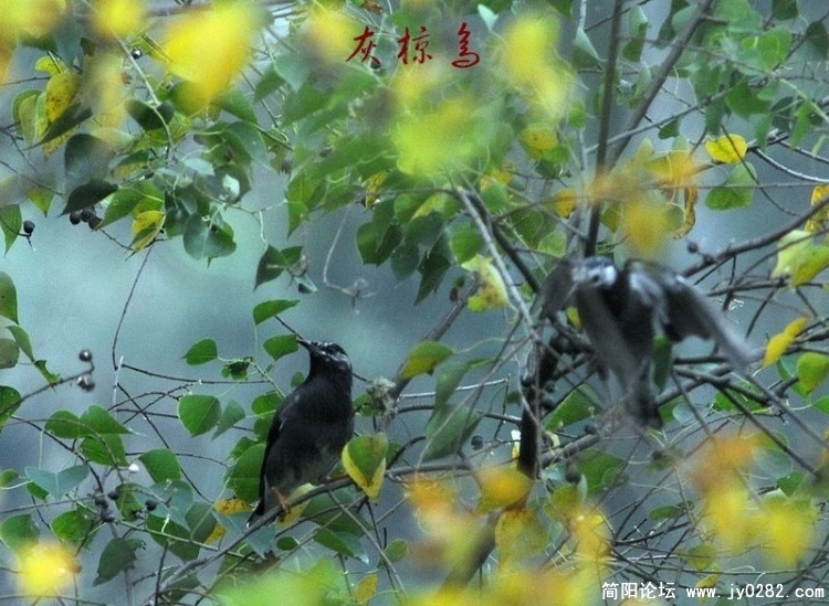 灰椋鸟3.jpg