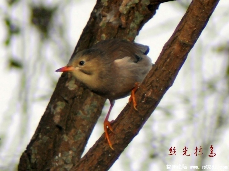 丝光椋鸟.jpg