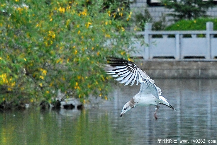 龙王潭公园里有很多海鸥.jpg