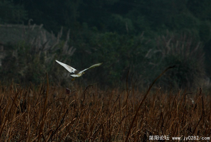 池鹭 (2)副本.jpg