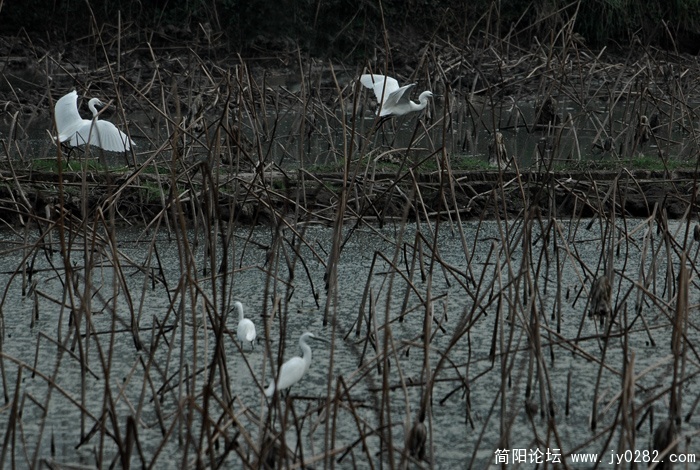 DSC_5128副本-1.jpg