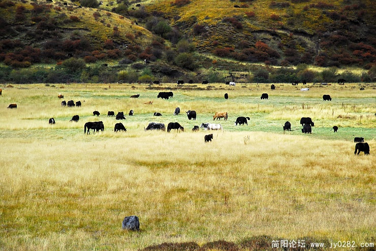 路边的牧场.jpg