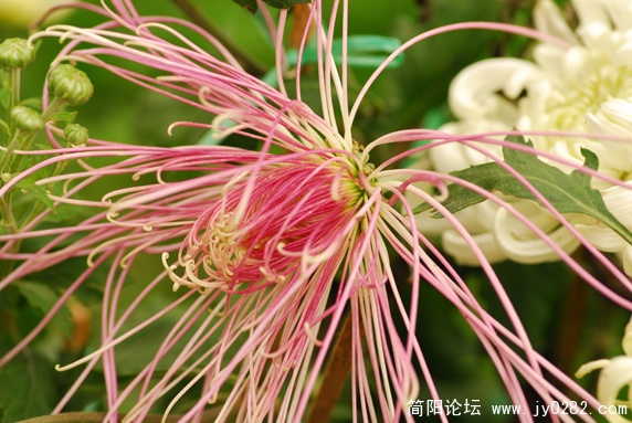 DSC_0313 拷贝.jpg