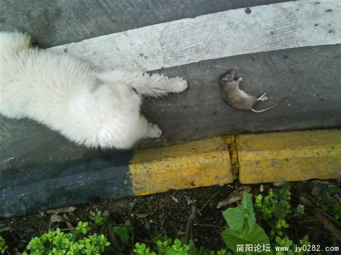 看耗子.jpg