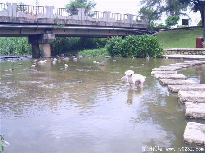 下水的旺旺.jpg