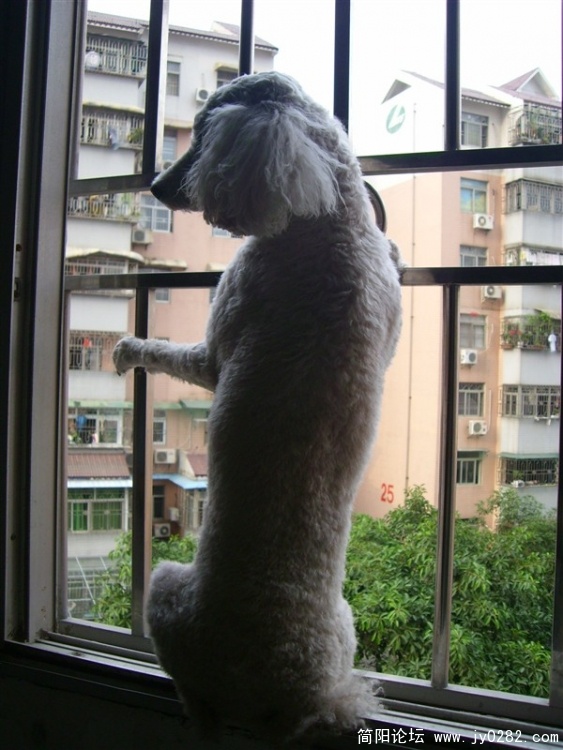 阳台上看风景.jpg