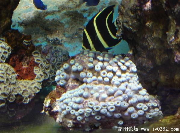 纽扣珊瑚