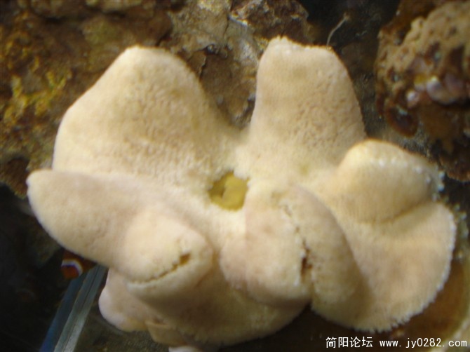 海葵和公子小丑