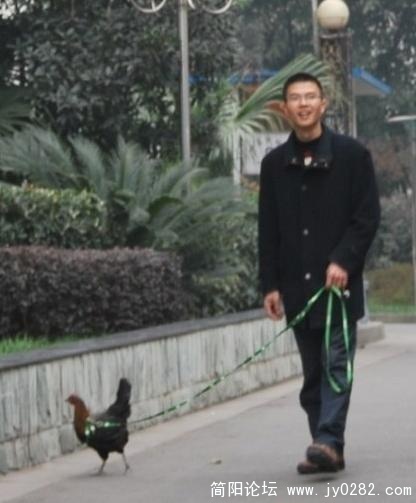 成都街头惊现潇洒“遛鸡哥”！(图)1.jpg