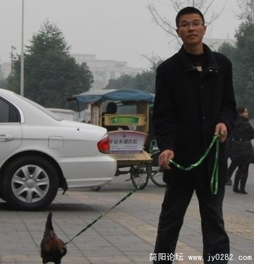 成都街头惊现潇洒“遛鸡哥”！(图)2.jpg