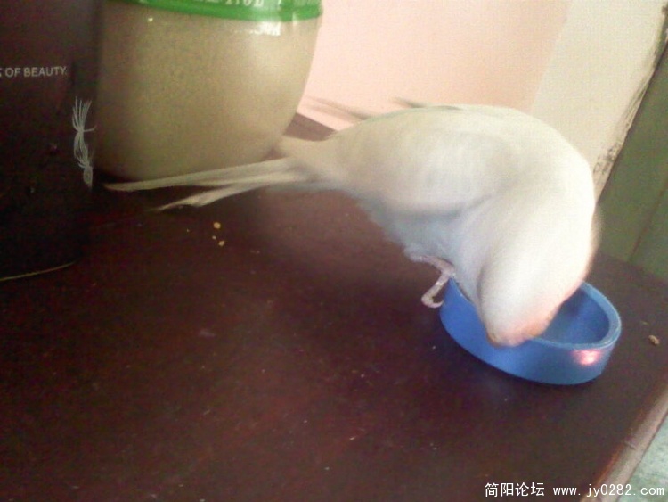 照片0131A.jpg