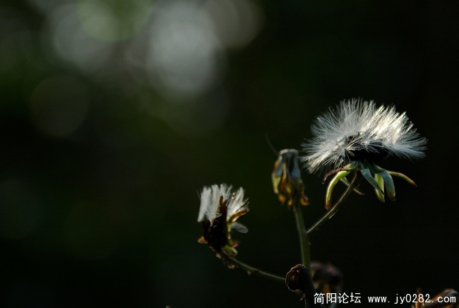 冬之恋情 (1).jpg