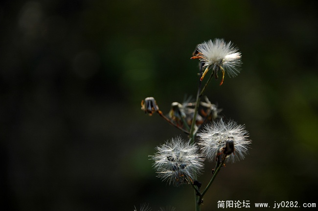 冬之恋情 (4).jpg