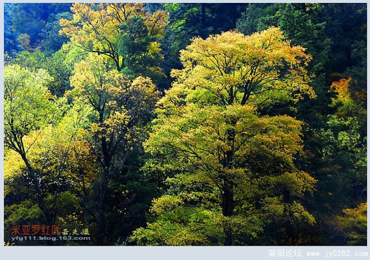 米亚罗红叶（一）—05副本.jpg
