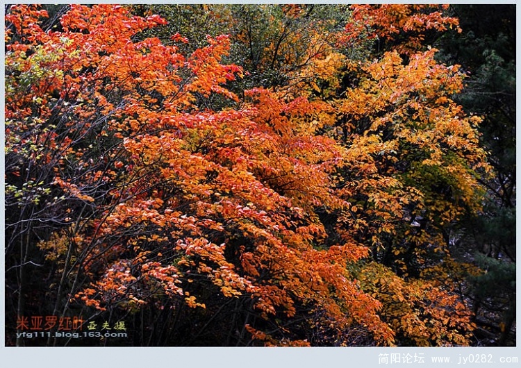 米亚罗红叶（一）—04副本.jpg