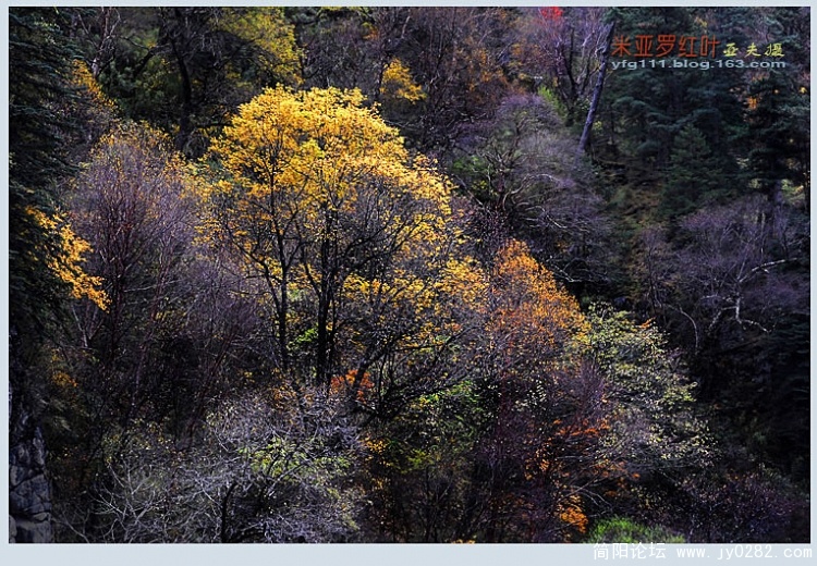 米亚罗红叶（一）—10副本.jpg