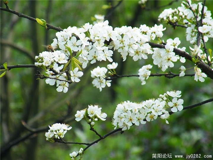 DSCF0240.jpg