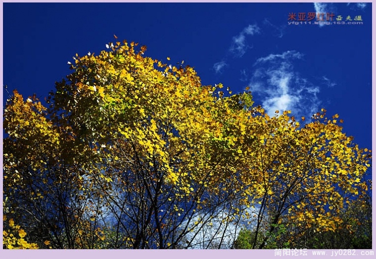 米亚罗红叶（三）——09副本.jpg