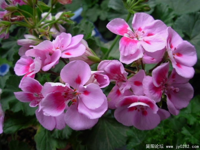 DSCN0010.JPG