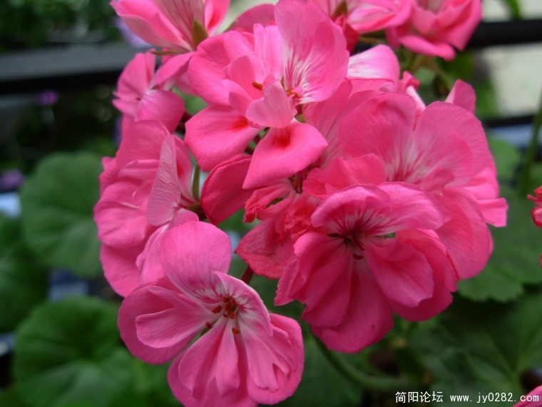 DSCN9981.JPG