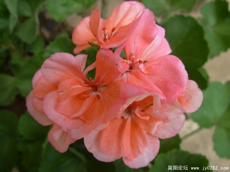 DSCN9258.JPG